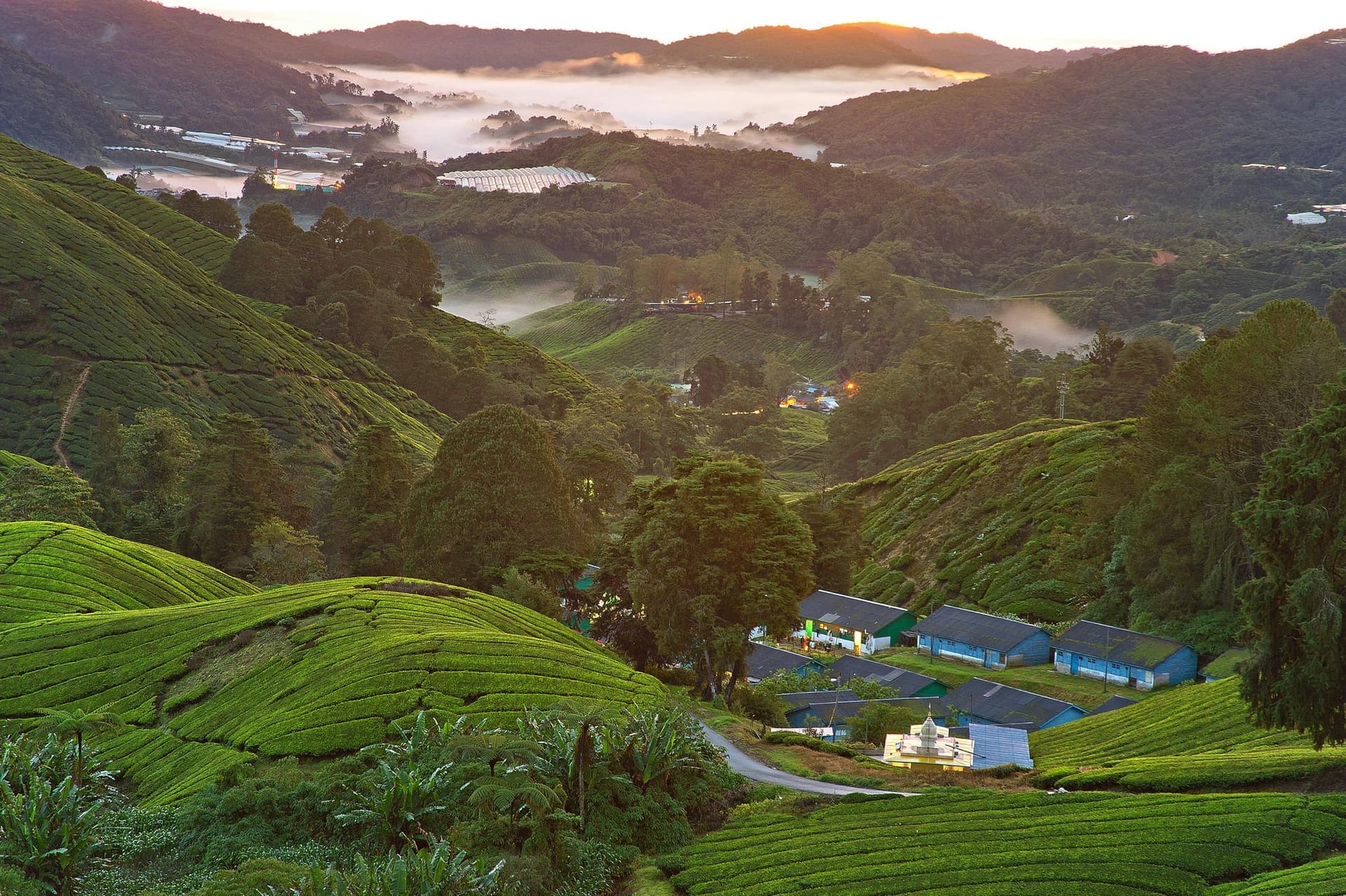 6D5N Cameron Highlands, Ipoh & Kuala Lumpur Immersive Tour